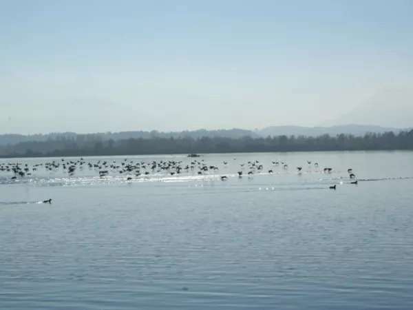 Arbeitsblatt: Rassismus - Herkunft, Erscheinungsform und pädagogische Handlungsstrategien