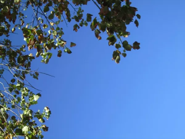 Arbeitsblatt: Unlearn racism – learn diversity. Schwarze Identitäten sichtbar machen