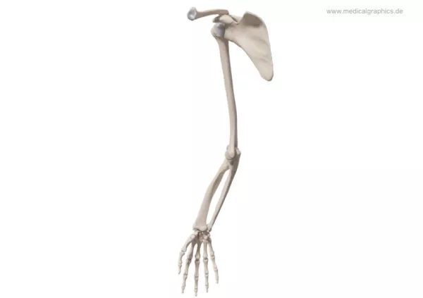 Bild: Skelett des Arms (medial)