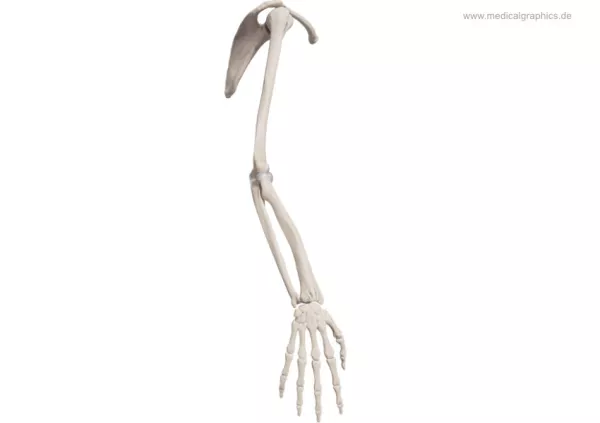 Bild: Skelett des Arms (lateral)