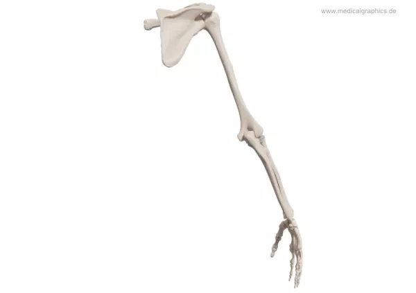 Bild: Skelett des Arms (hinten)