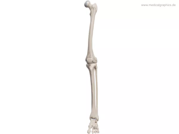 Bild: Beinknochen (vorne)
