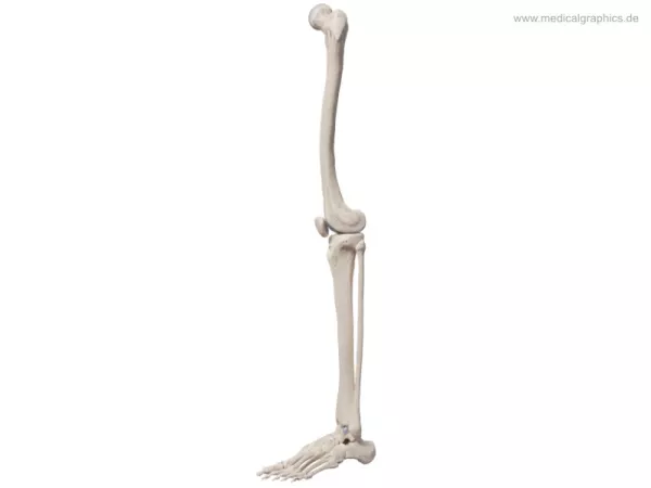 Bild: Beinknochen (lateral)