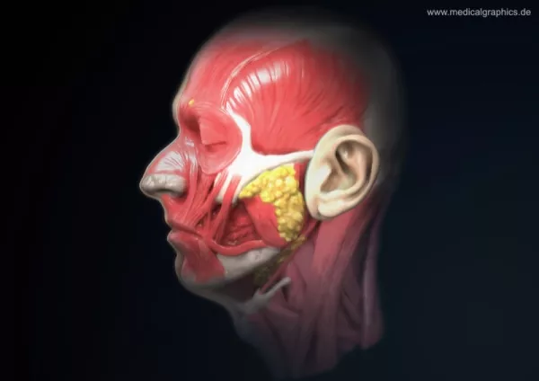 Bild: Anatomie des Kopfs (Profil)