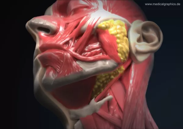 Bild: Anatomie des Kopfs mit Halsbereich (Halbprofil)