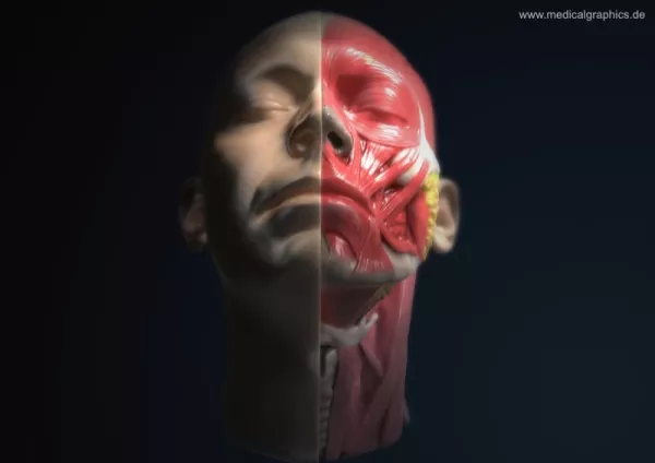 Bild: Anatomie des Kopfs (frontal-unten)