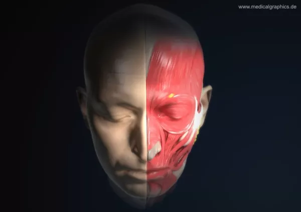 Bild: Anatomie des Kopfs (frontal-oben)