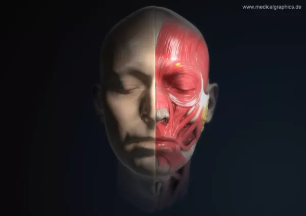 Bild: Anatomie des Kopfs (frontal)