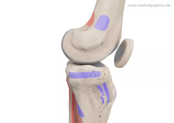 Bild: Knie mit Muskelansätzen (medial)