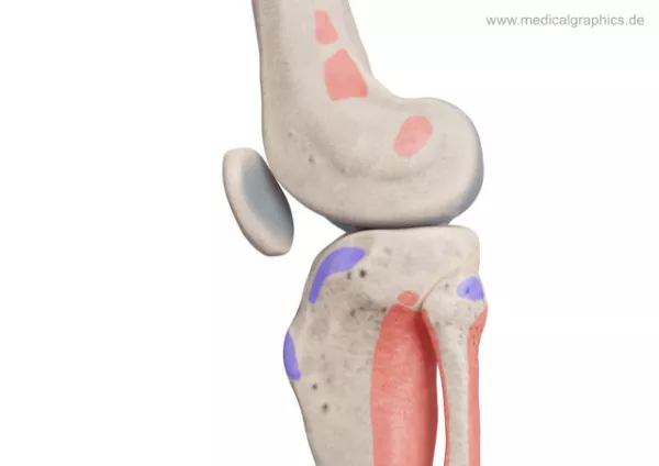 Bild: Knie mit Muskelansätzen (lateral)