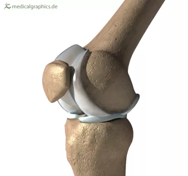 Bild: Knie (medial)