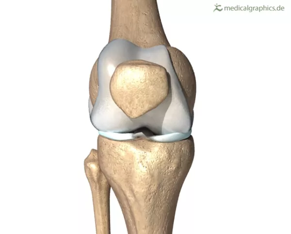 Bild: Knie (frontal)