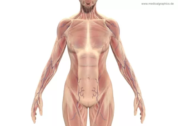 Bild: Muskeln und Torso der Frau (vorne)