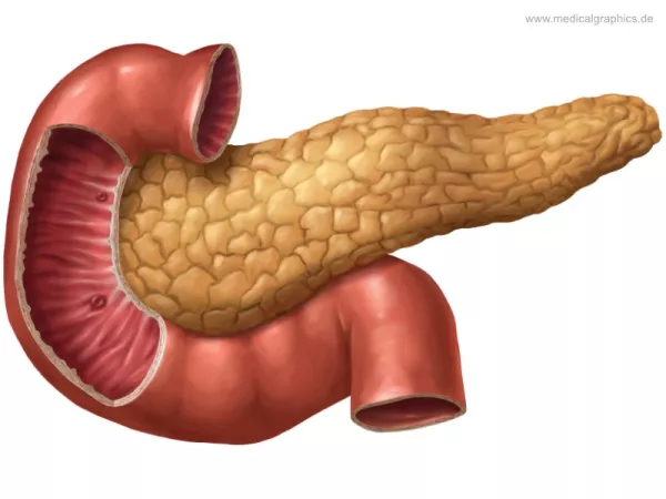 Bild: Bauchspeicheldrüse und Duodenum