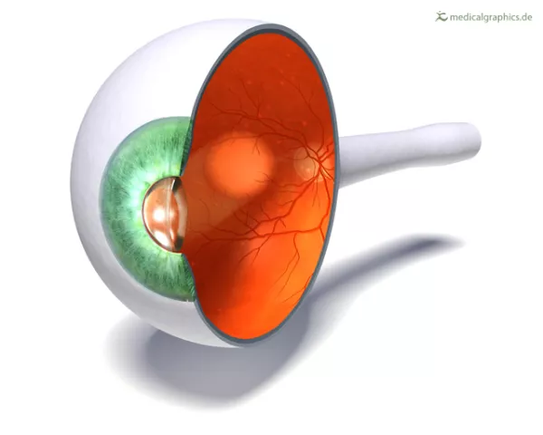 Bild: Auge (Sagittalschnitt)