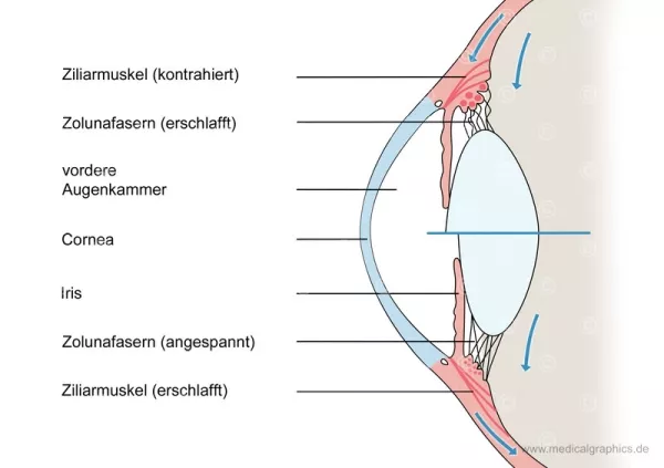 Bild: Anatomie des Auges