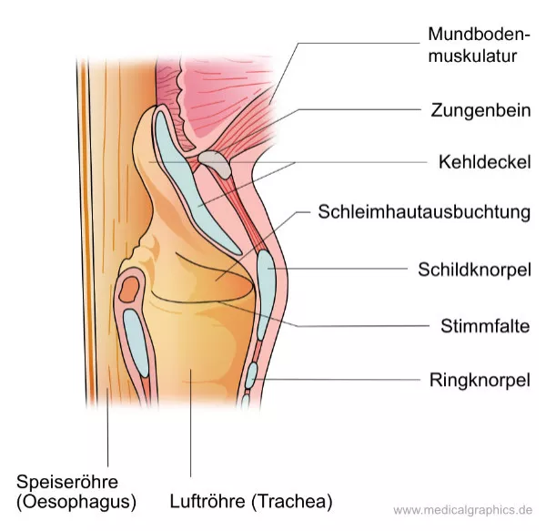 Bild: Kehlkopf (Schnittansicht)