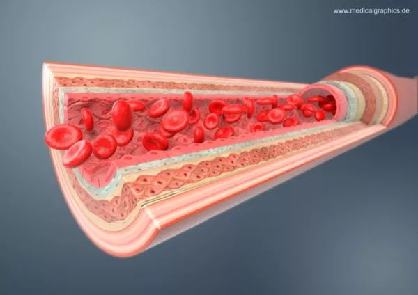 Bild: Arterie