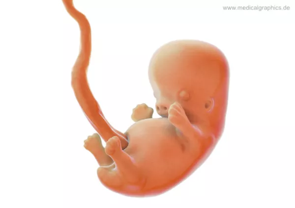 Bild: Embryo 8. Schwangerschaftswoche