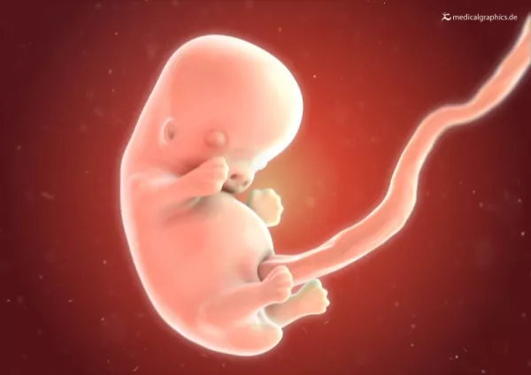 Bild: Embryo 8. Schwangerschaftswoche