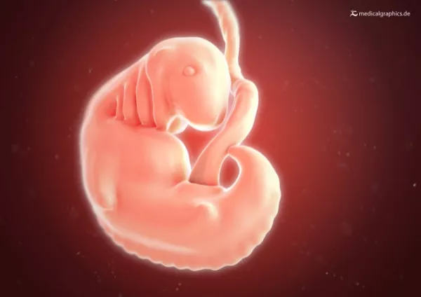 Bild: Embryo 6. Schwangerschaftswoche