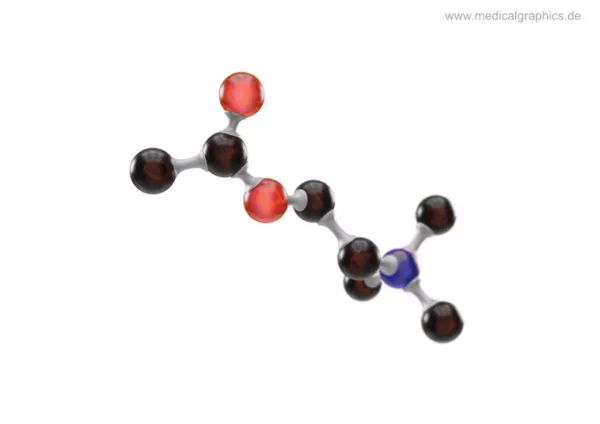 Bild: Acetylcholin