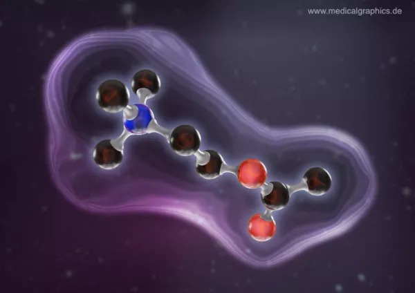 Bild: Acetylcholin