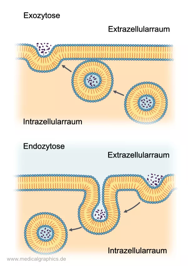 Bild: Zellmembran Transport Vesikel