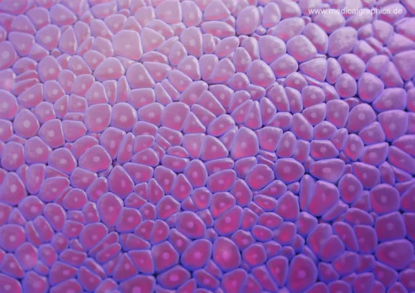 Bild: Histologie Zellen