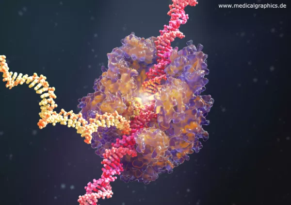 Bild: RNA Polymerase