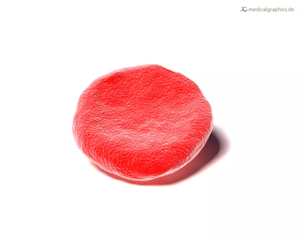 Bild: Erythrozyt