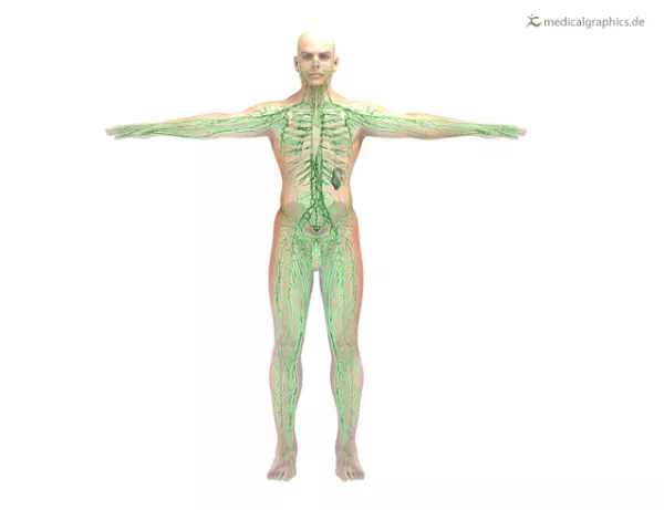 Bild: Lymphsystem (frontal)