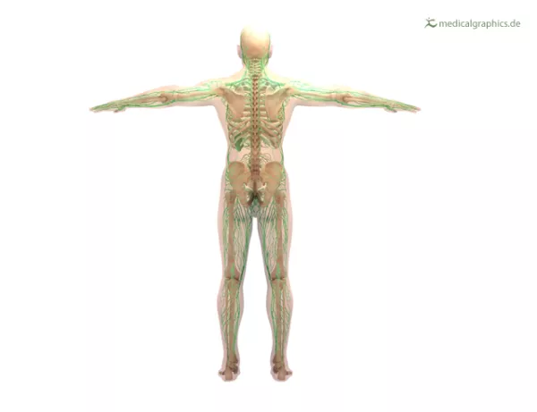 Bild: Lymphsystem (dorsal)