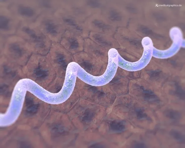 Bild: Borreliose-Bakterium