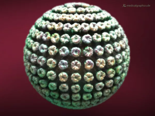 Bild: Hepatitis-B Virus