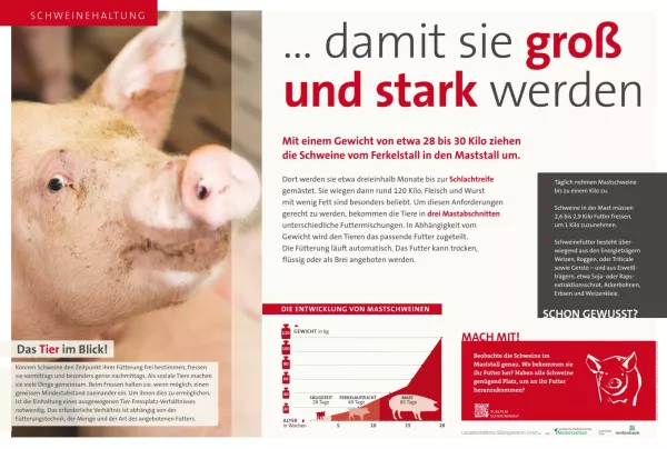 Text: Schautafel Schweinehaltung: Mast