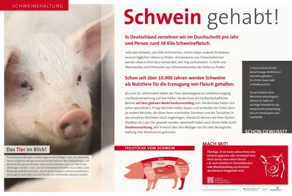 Text: Schautafel Schweinehaltung in Deutschland