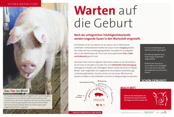 Text: Schautafel Schweinehaltung: Wartestall