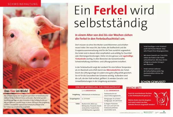 Text: Schautafel Schweinehaltung: Ferkalaufzuchtstall