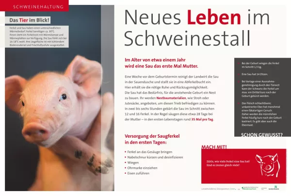 Text: Schautafel Schweinehaltung: Abferkelung