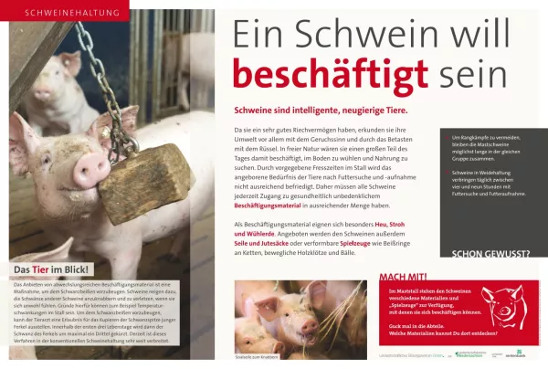 Text: Schautafel Schweinehaltung: Beschäftigung