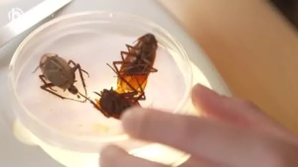 Video: Schädlingsbekämpfer/in