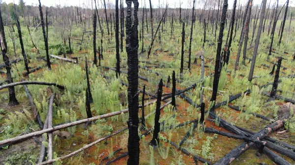 Video: Sukzession nach einem Waldbrand am Beispiel Dieburg (Teil 4)