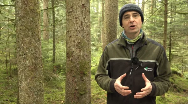 Video: 14) Wachstum im Plenterwald