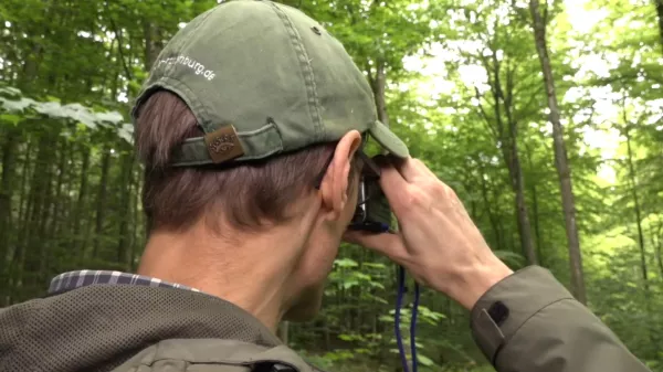 Video: Wertholzproduktion mit Edellaubbäumen (Teil 2)