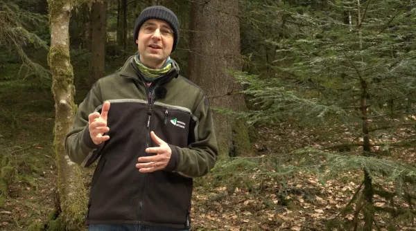 Video: 9) Entwicklungsphasen im Plenterwald und Vergleich mit Urwald