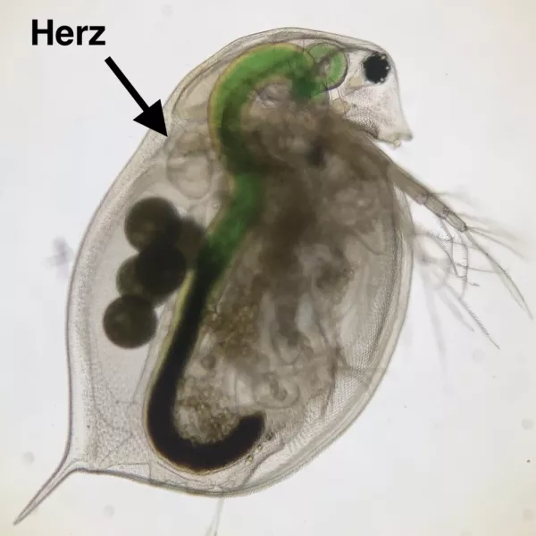 Webseite: Digitale Datenerfassung und Datenverarbeitung im Biologieunterricht am Beispiel eines Experiments mit dem Wasserfloh Daphnia magna