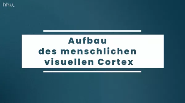 Video: Bildklassifikation und Bildsegmentierung | 05 | Aufbau des menschlichen visuellen Cortex (MP4)