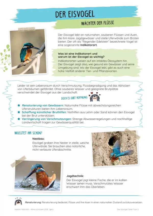 Unterrichtsbaustein: Der Eisvogel | Wächter der Flüsse