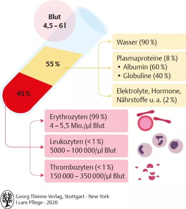 Bild: I care Pflege | Pflege bei speziellen Erkrankungen | Bestandteile des Blutes (Grafik)